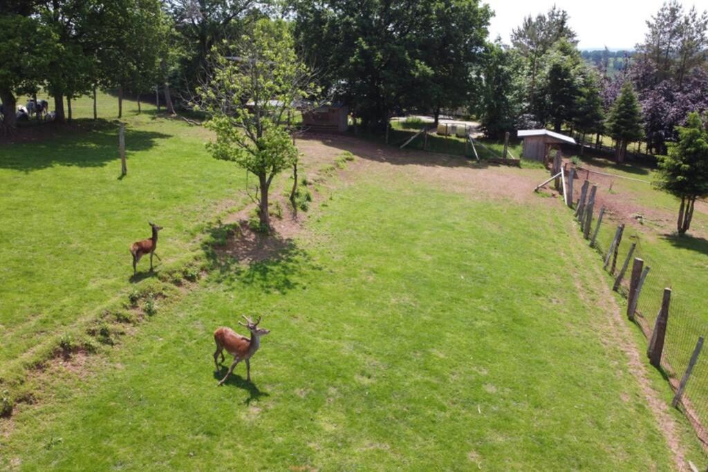 Le Grand Cerf 25 Pers, Malmedy- Chalet Rustique, Jardin المظهر الخارجي الصورة